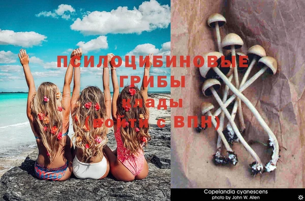 прущие грибы Арсеньев